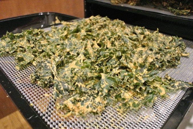 A yummy batch of kale chips fresh out of the dehydrator!